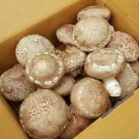 김삿갓 생표고버섯 중(가정용) 2kg 포장배송