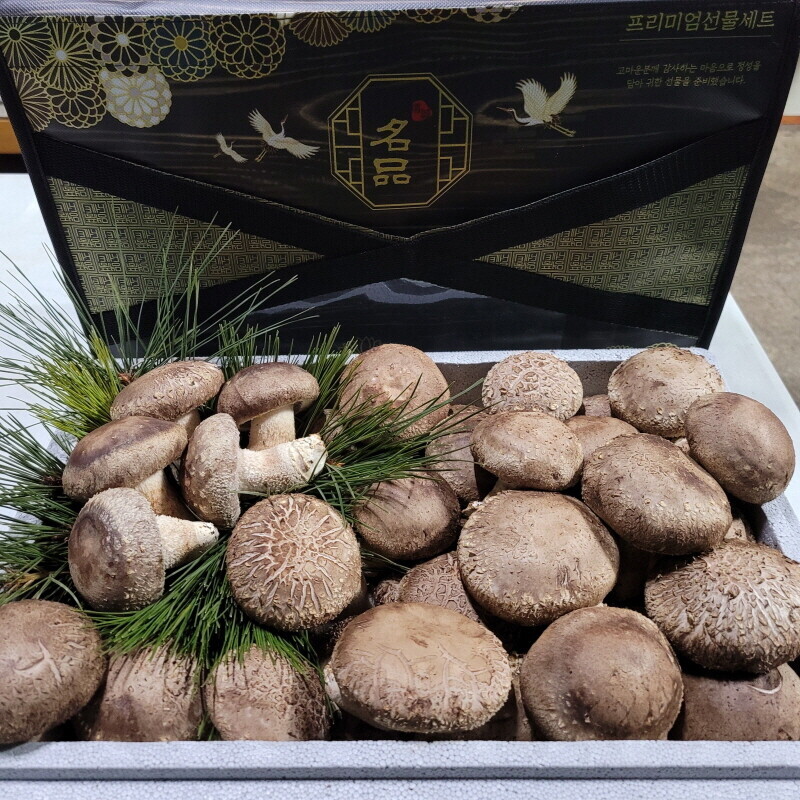강원더몰,미사밸리 솔향고버섯 2kg